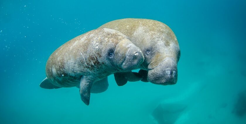 Gulf of Mannar Marine National Park - Image 2