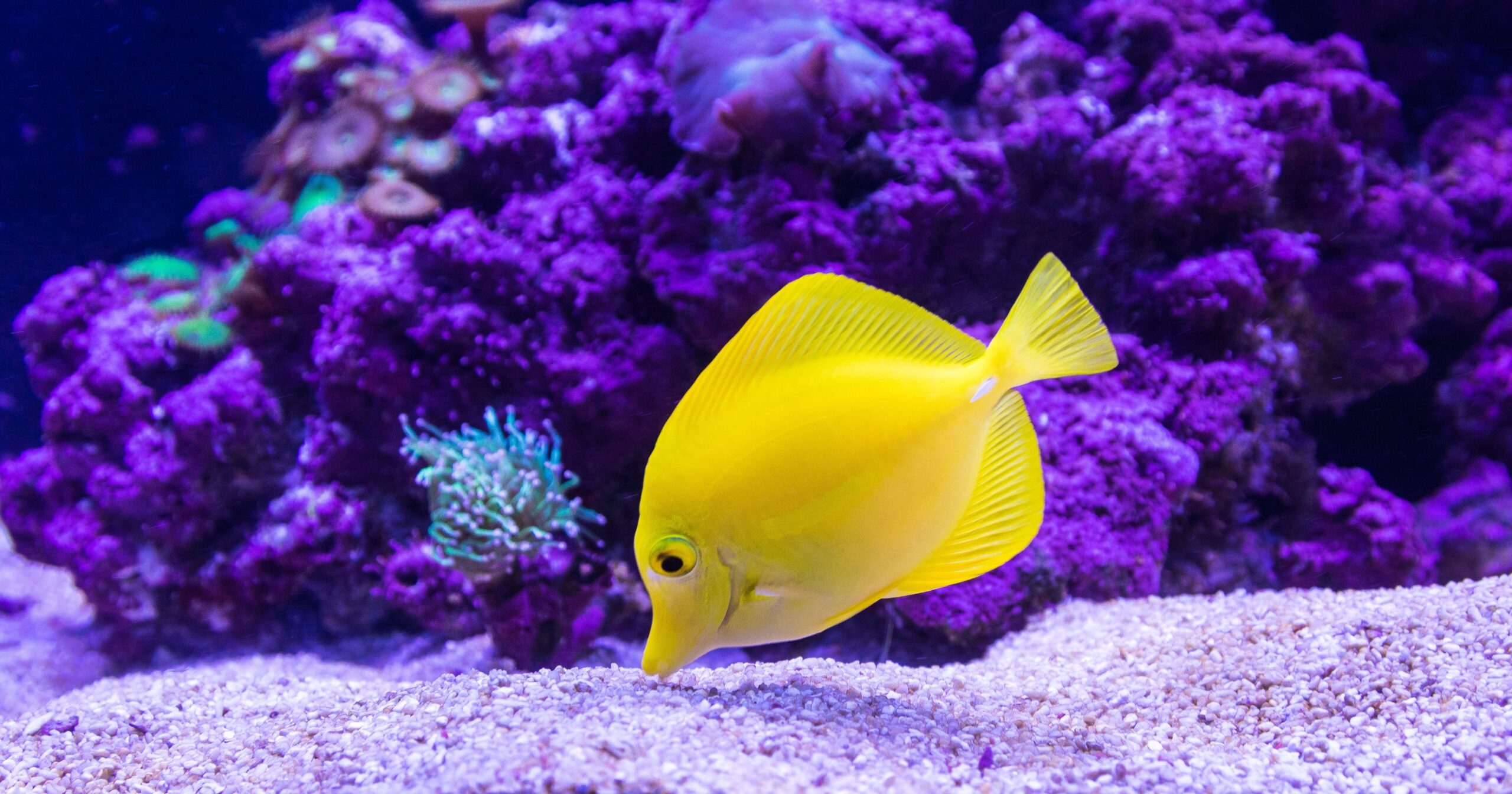 Gulf of Mannar Marine National Park - Image 3