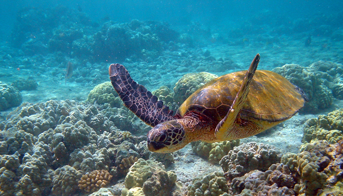 Gulf of Mannar Marine National Park - Image 5