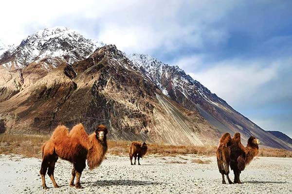Hemis National Park - Image 3