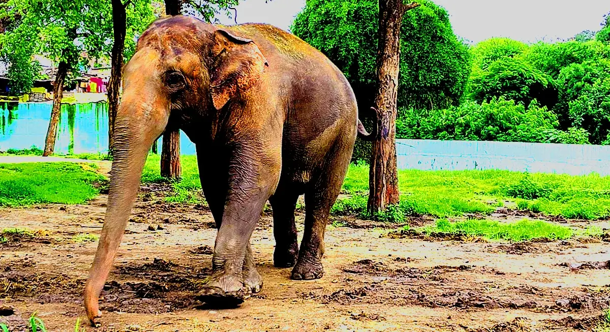 Indore Zoo (Kamla Nehru Zoo) - Image 2