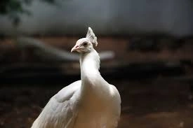 Indore Zoo (Kamla Nehru Zoo) - Image 3