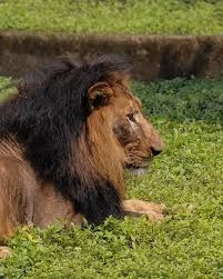 Indore Zoo (Kamla Nehru Zoo) 4