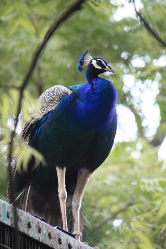 Kamla Nehru Zoological Garden - Image 5