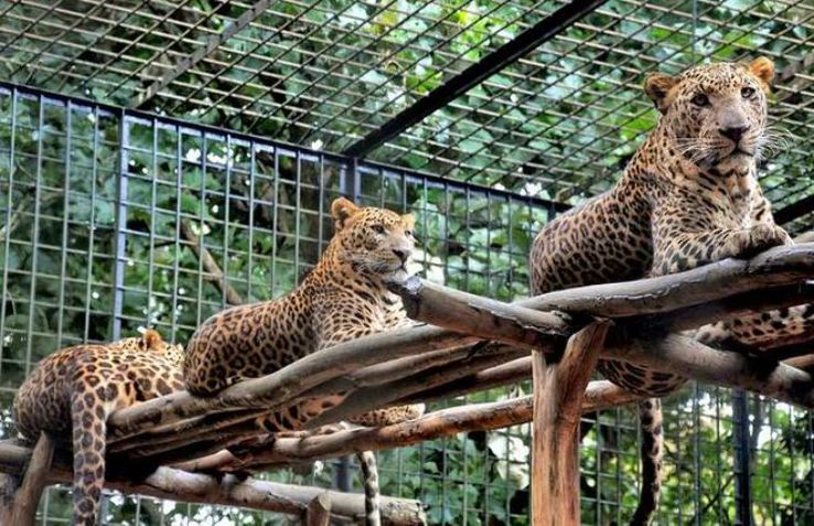 Kamla Nehru Zoological Garden - Image 6