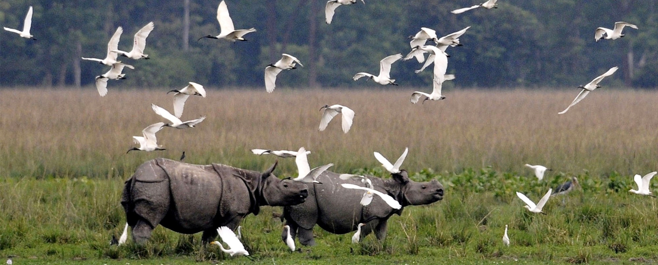 Kaziranga National Park - Image 2
