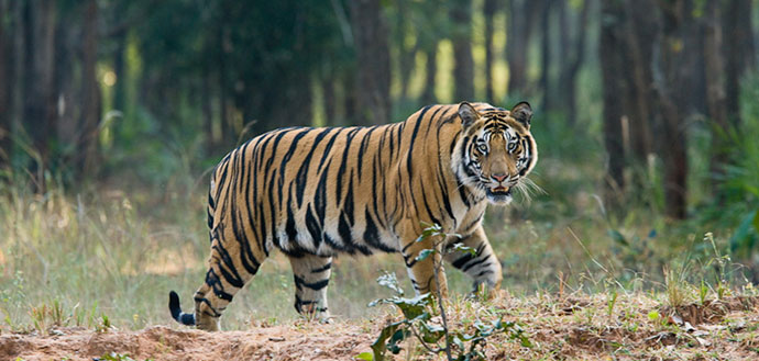 Kaziranga National Park - Image 3