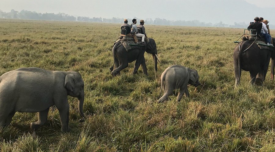 Kaziranga National Park - Image 4