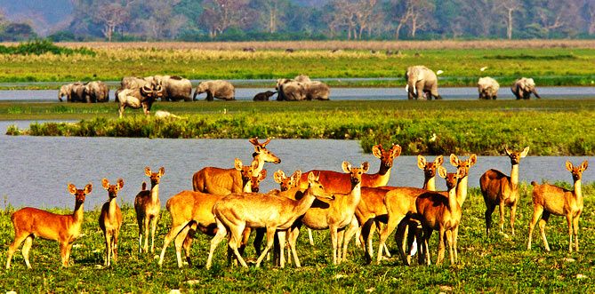 Kaziranga National Park - Image 5