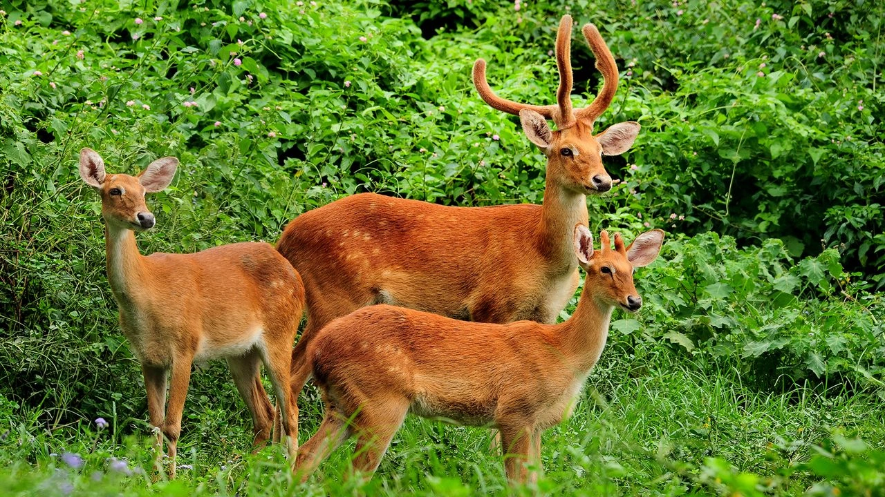 Keibul Lamjao National Park - Image 4