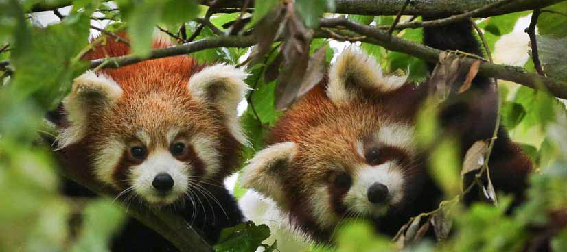 Khangchendzonga National Park - Image 4