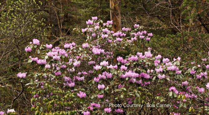 Khangchendzonga National Park - Image 5