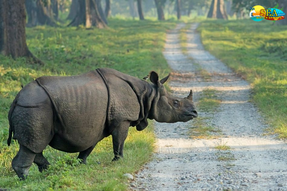 Kolkata Zoo (Jaldapara National Park Zoo) - Image 2