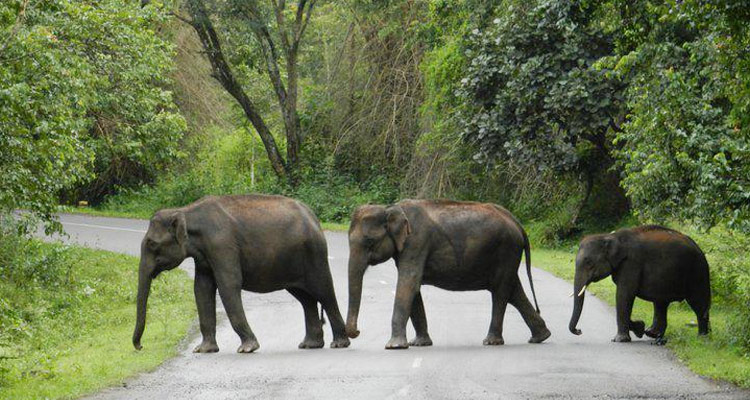 Kolkata Zoo (Jaldapara National Park Zoo) - Image 3