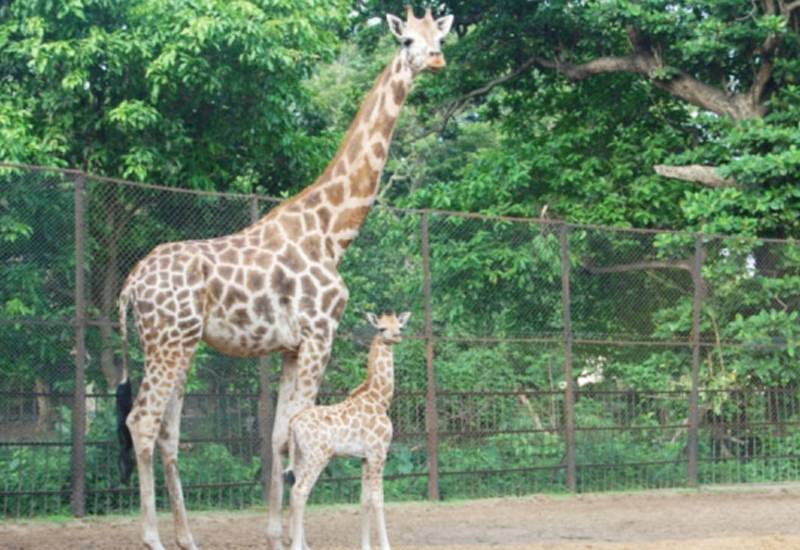 Kolkata Zoo (Jaldapara National Park Zoo) - Image 4