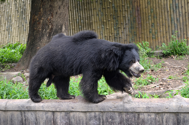 Kolkata Zoo (Jaldapara National Park Zoo) - Image 5