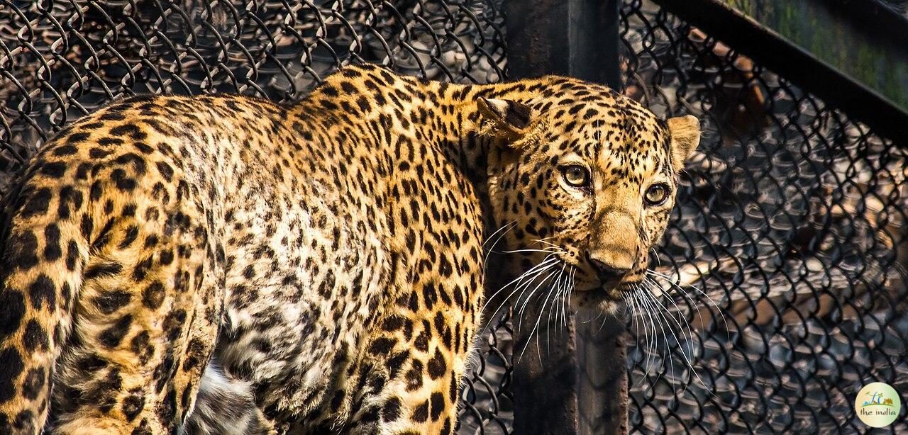 Zoological Garden Alipore (Kolkata Zoo) - Image 7