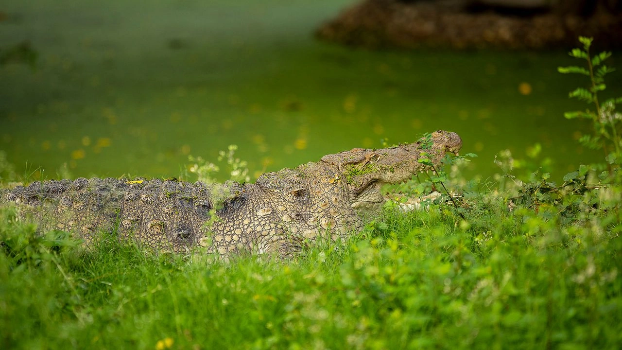 Zoological Garden Alipore (Kolkata Zoo) - Image 8