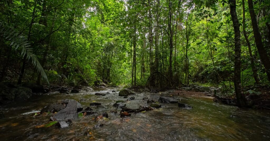 Kudremukh National Park - Image 3
