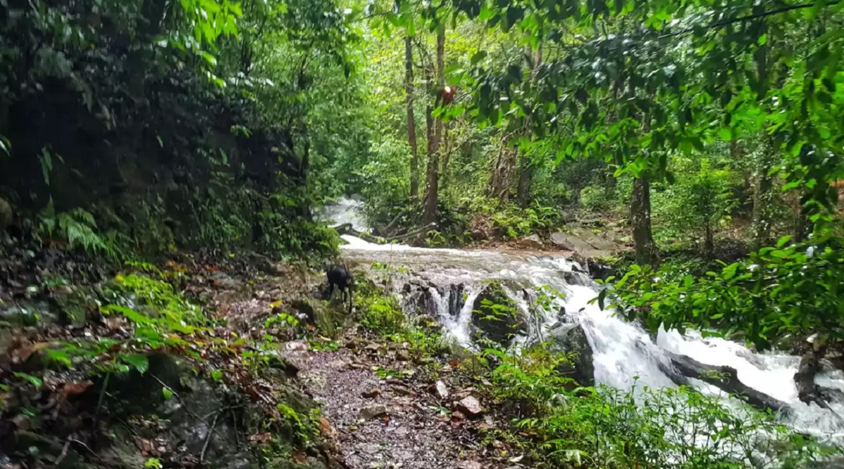 Kudremukh National Park - Image 4