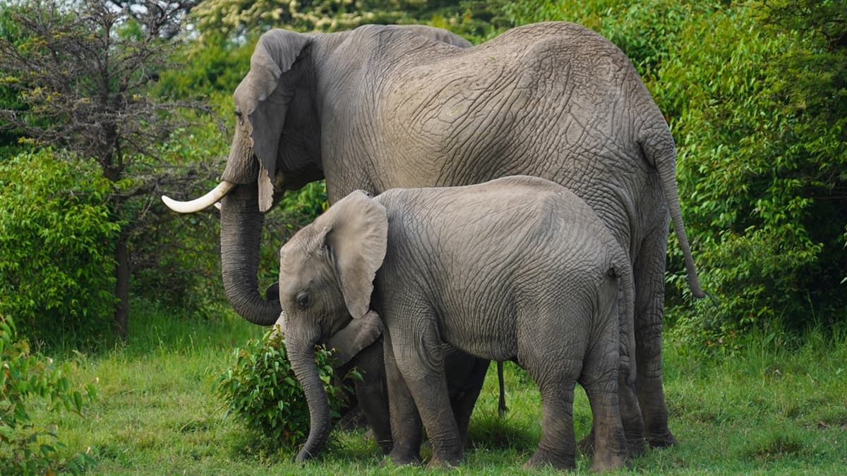 Kudremukh National Park - Image 5