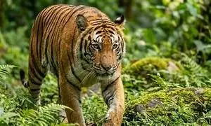 Kurumbapatti Zoological Park Salem