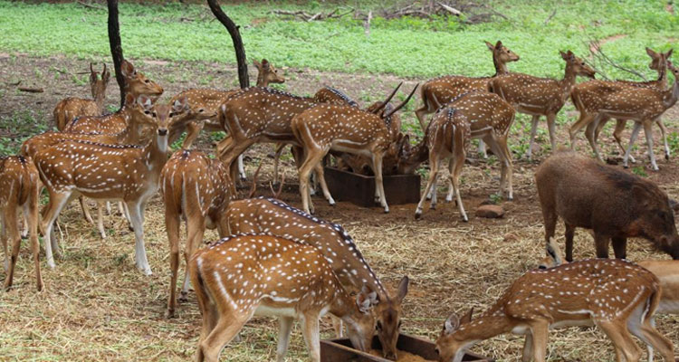 Mahavir Harina Vanasthali National Park - Image 2