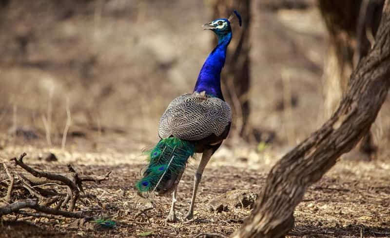 Mahavir Harina Vanasthali National Park - Image 3