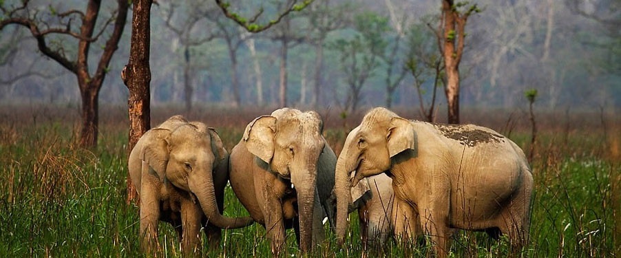 Manas National Park - Image 2