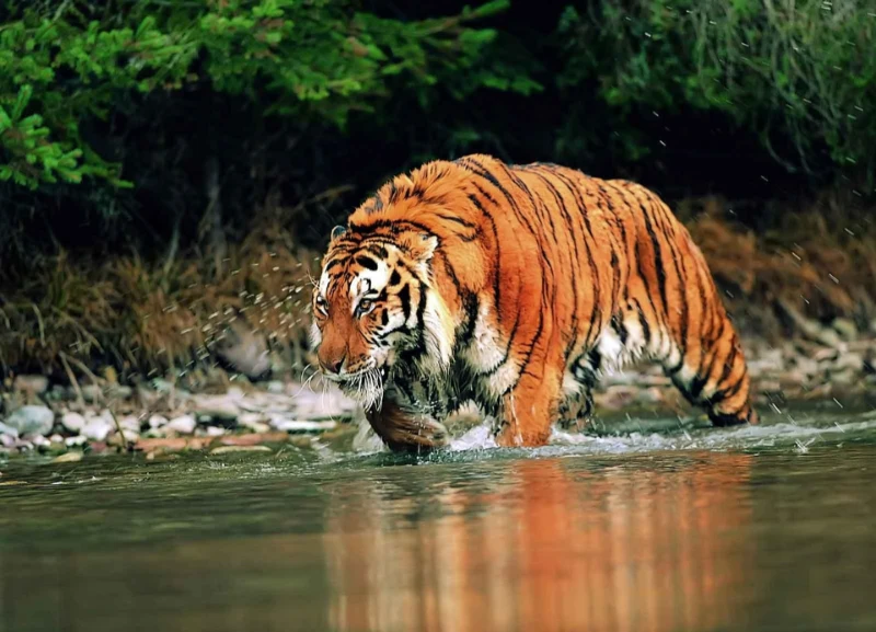 Manas National Park - Image 3