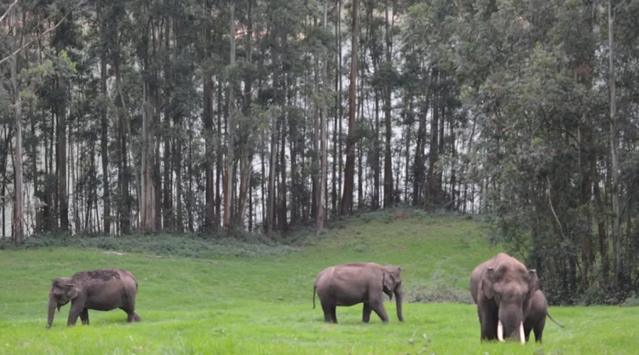 Mathikettan Shola National Park - Image 3