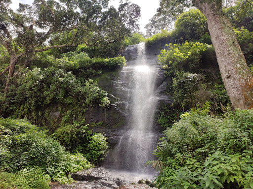 Mathikettan Shola National Park - Image 4