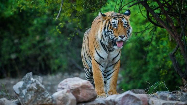 Mount Abu National Park - Image 2
