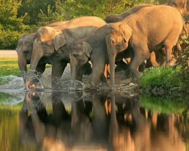 Mudumalai National Park - Image 2