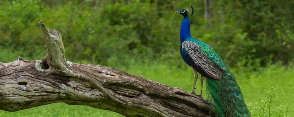 Mudumalai National Park - Image 3