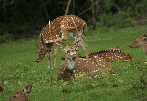 Mudumalai National Park - Image 5