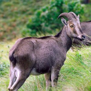 Mukurthi National Park Tamil Nadu