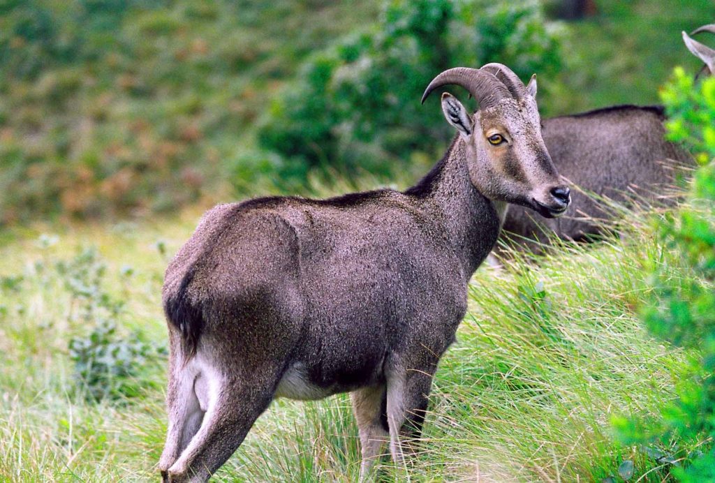 Mukurthi National Park Tamil Nadu