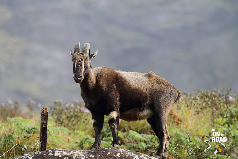 Mukurthi National Park Tamil Nadu