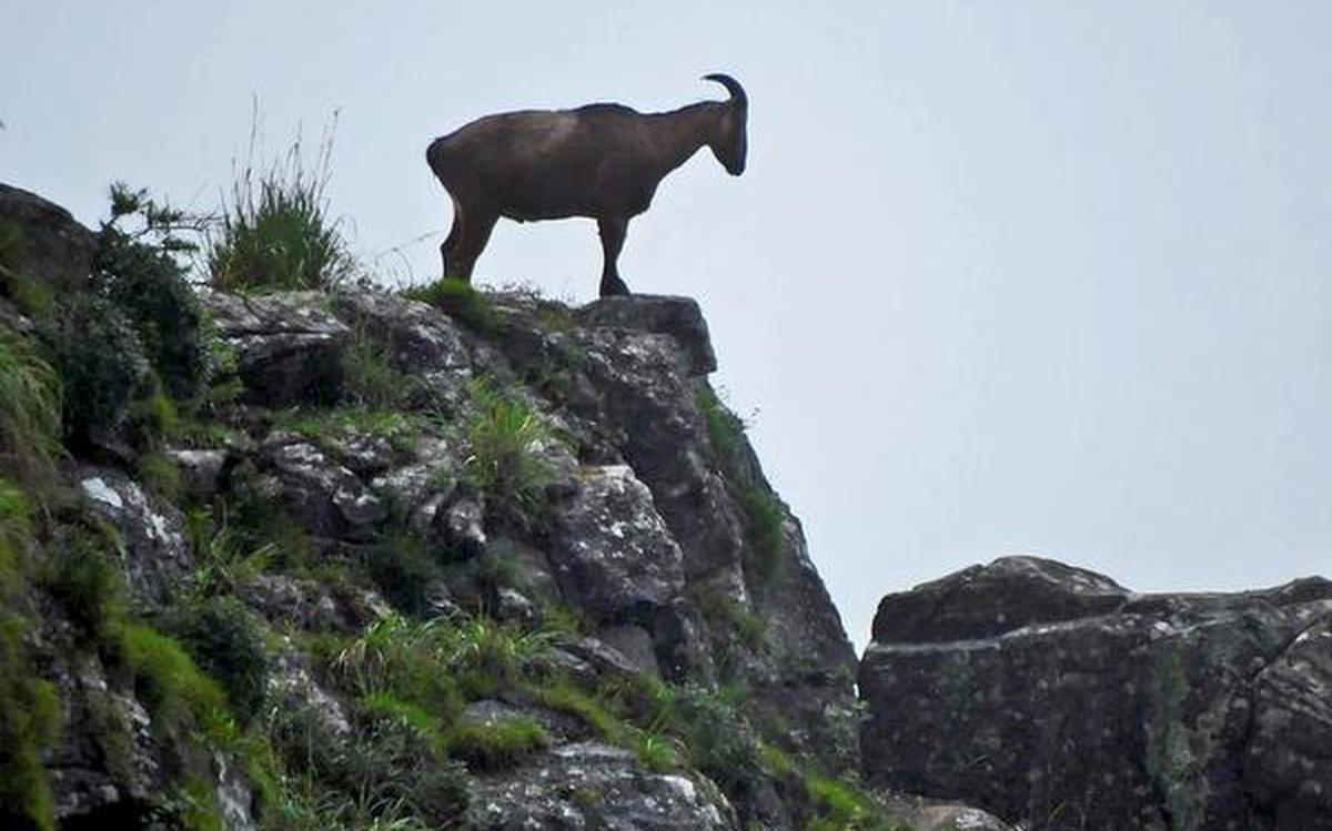 Mukurthi National Park Tamil Nadu
