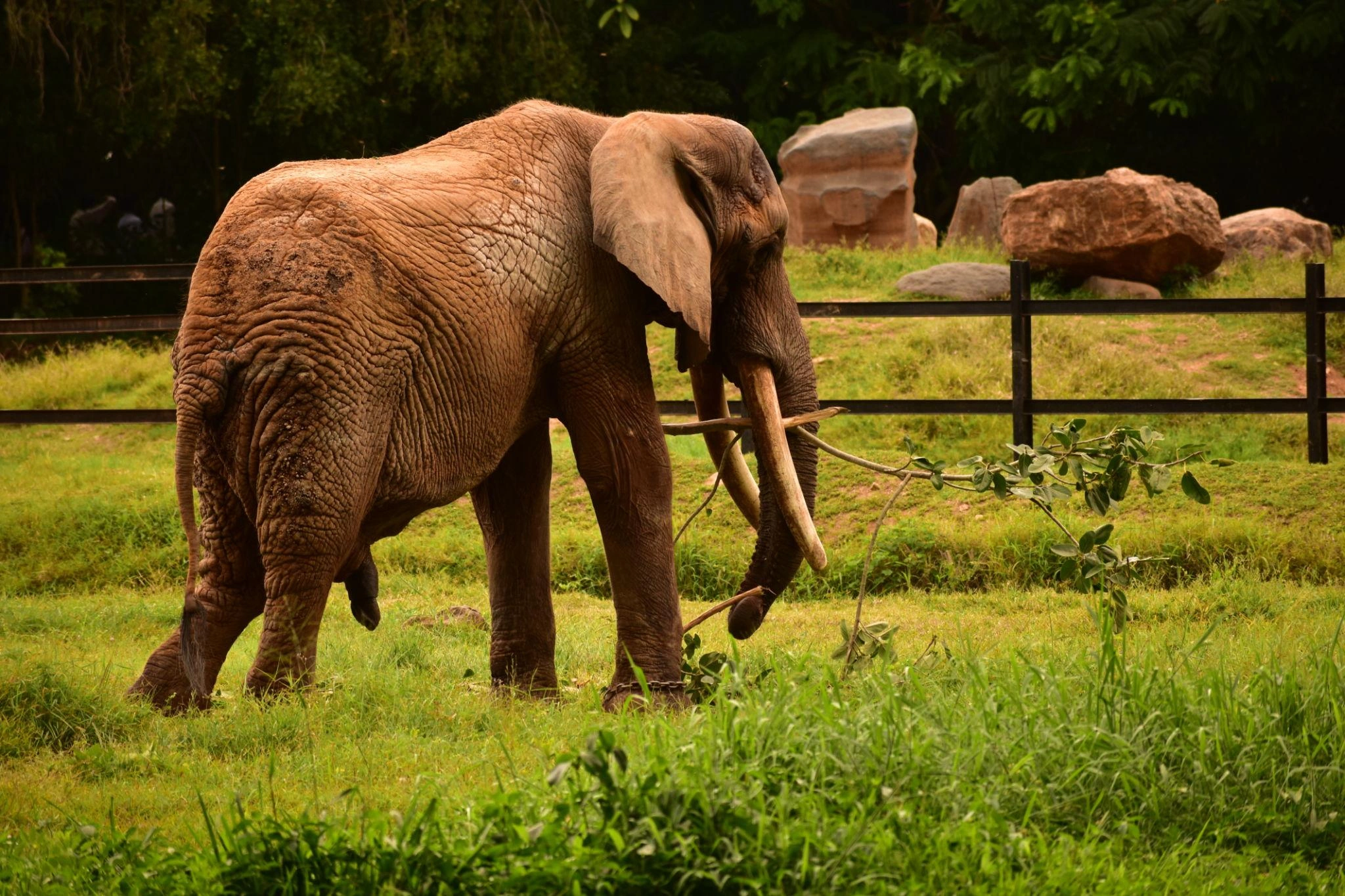 Mysore Zoo (Sri Chamarajendra Park Zoo) - Image 2