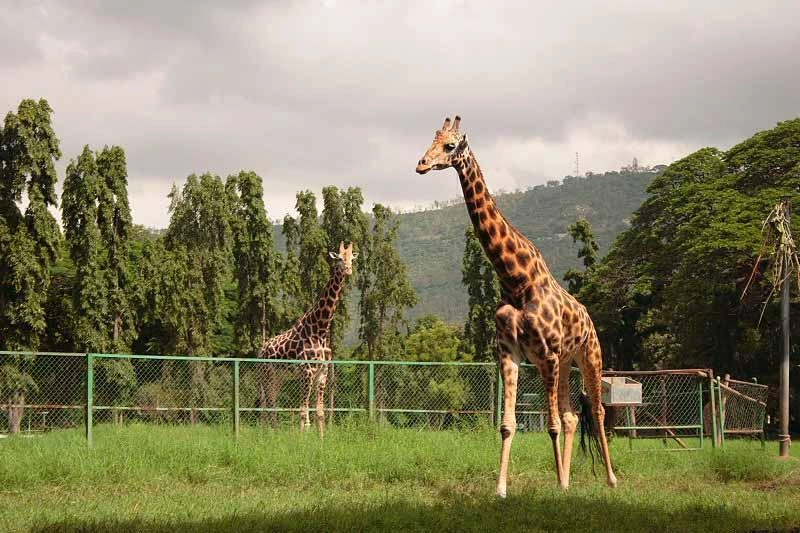 Mysore Zoo (Sri Chamarajendra Park Zoo) - Image 3