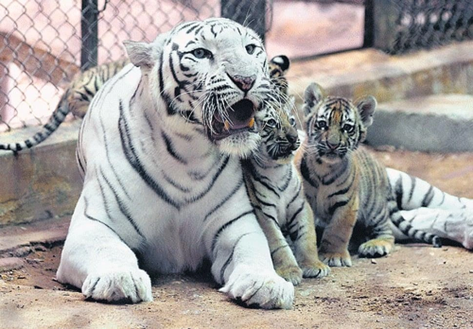 Mysore Zoo (Sri Chamarajendra Park Zoo) - Image 4