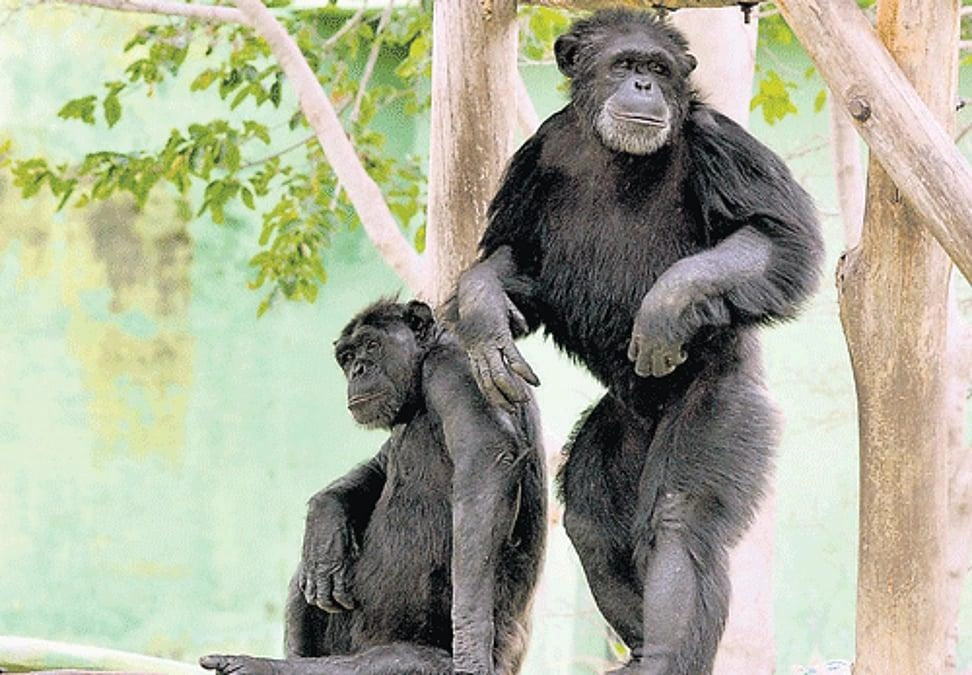 Mysore Zoo (Sri Chamarajendra Park Zoo) - Image 6