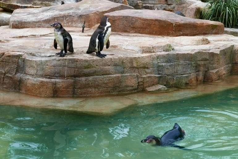 Mysore Zoo (Sri Chamarajendra Park Zoo) - Image 5