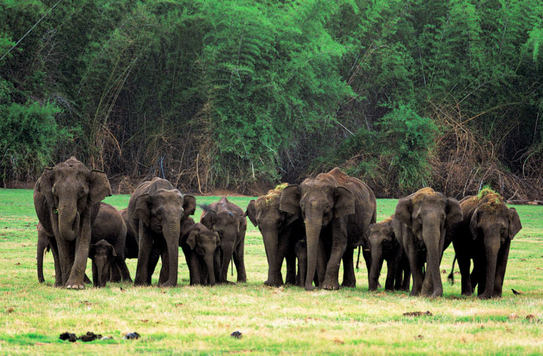Nagarahole National Park - Image 2