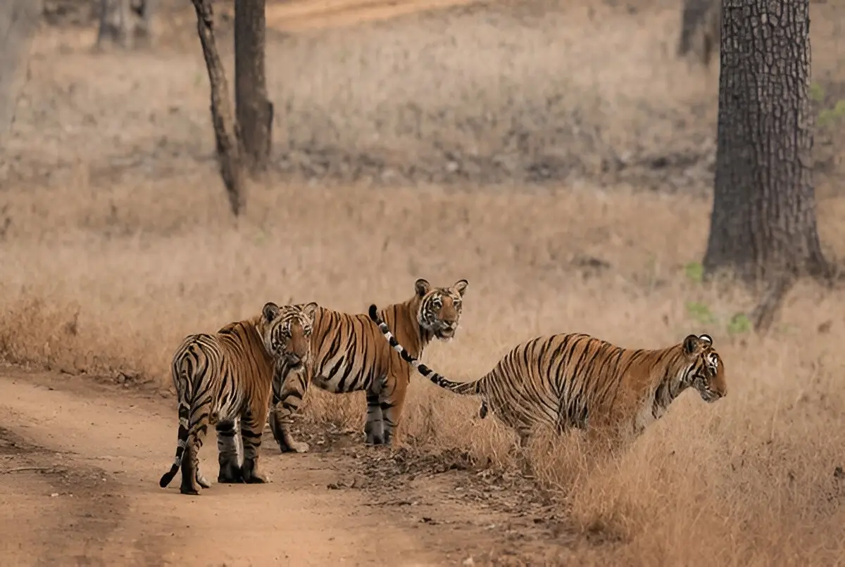 Nagarahole National Park - Image 3