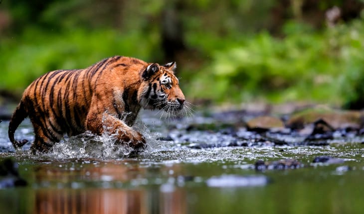 Nagarahole National Park - Image 4