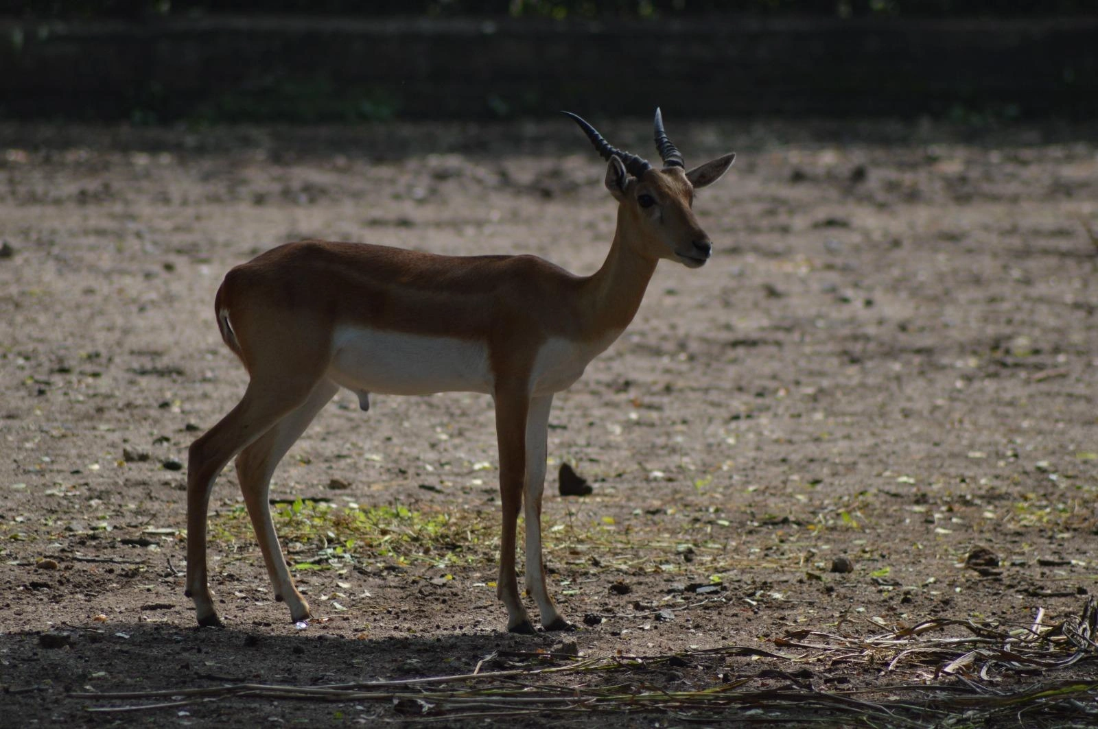 Nagpur Zoo (Nandanvan Zoo) - Image 3