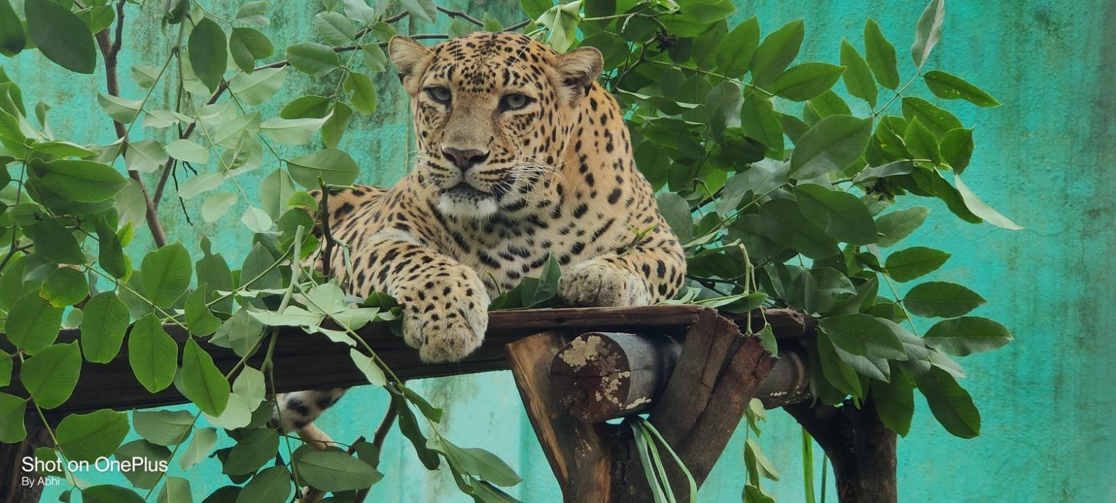 Nagpur Zoo (Nandanvan Zoo) - Image 4